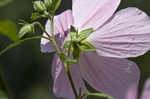 Virginia saltmarsh mallow